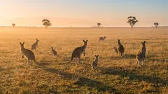 Warum 95 % von Australien unbewohnt sind: Die Küste im Gegensatz zum Landesinneren