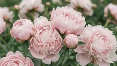 Pflege von Pfingstrosen im Frühling: 6 Schritte für eine üppige Blüte