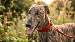 Ruhige Liebhaber: 7 Hunderassen, die am wenigsten bellen