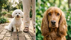 8 liebevolle Hunderassen: immer an deiner Seite, immer bereit für Streicheleinheiten