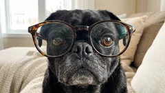 Warum Kurzsichtigkeit zunimmt: nicht nur Bildschirmzeit, sondern Naharbeit plus zu wenig Licht